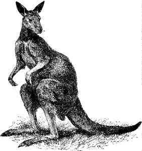 RISK MANAGEMENT ‘DOWN UNDER’– a Canadian perspective Image