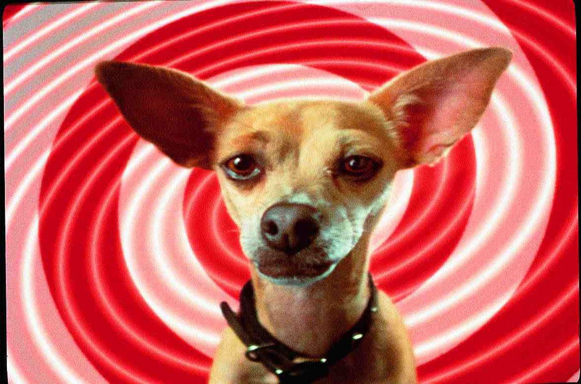 OLD DOGS LEARNING NEW TRICKS Image