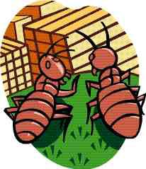 Chlordane: a Gnawing Concern Image