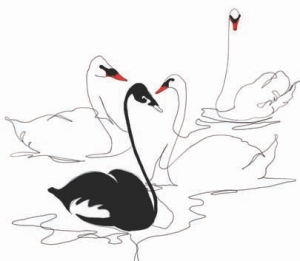 Canada’s Black Swans Image