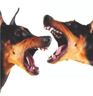 Territorial Defence Image