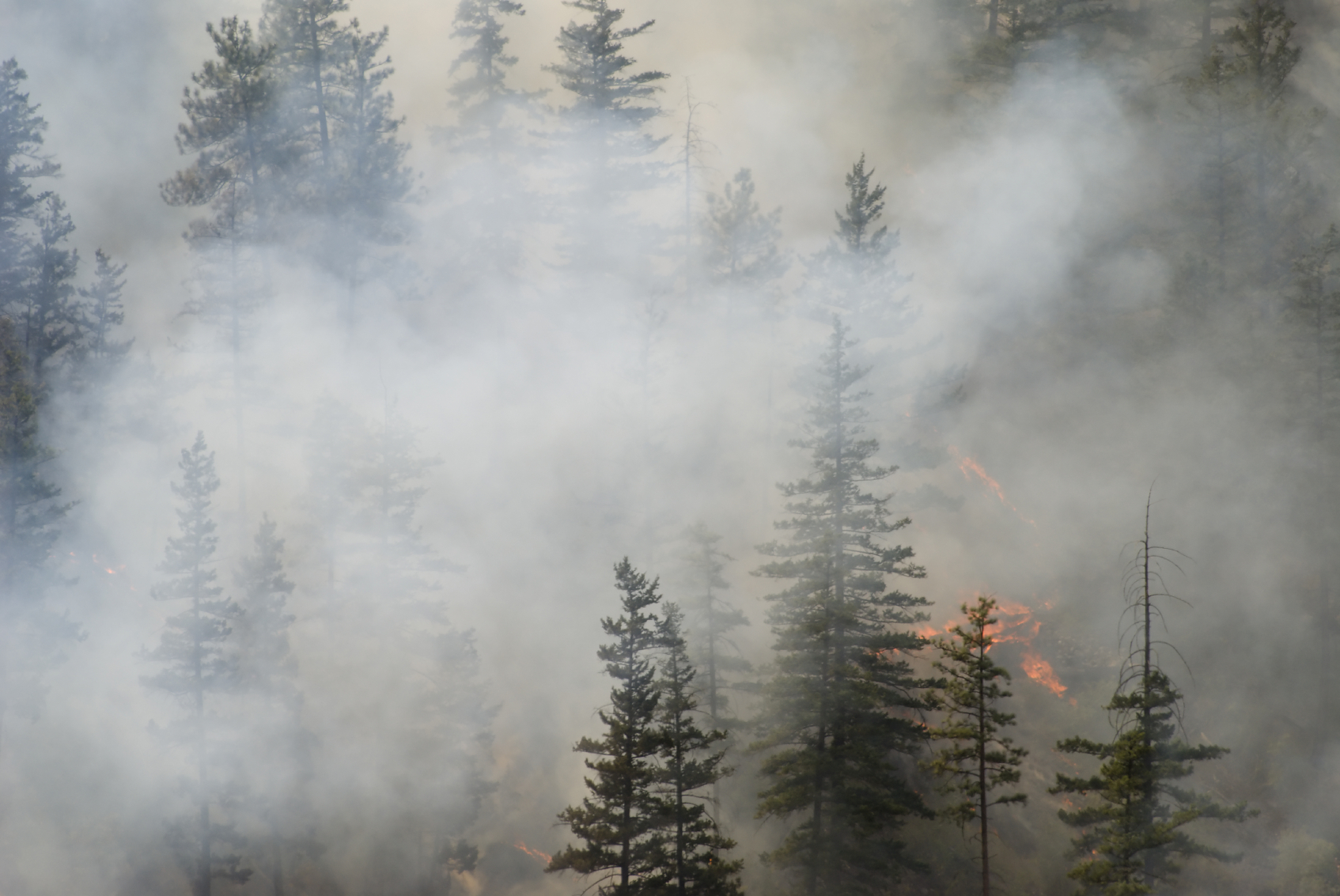 Progress made on wildfires in British Columbia’s Cariboo region Image