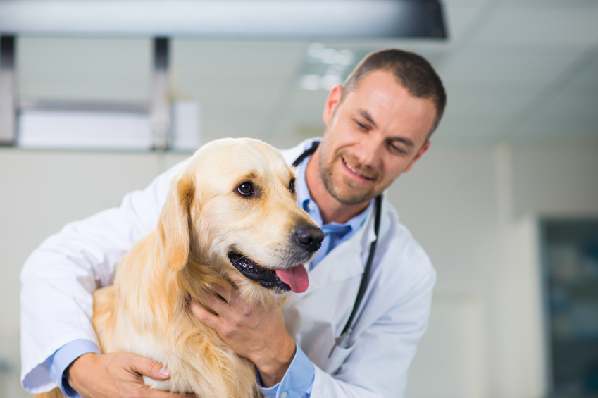 Economical Insurance to acquire largest pet insurer in Canada Image
