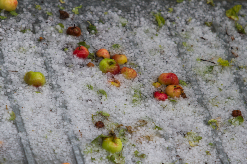 B.C. agriculture ministry develops and distributes guide on hail coverage for Okanagan tree fruit growers Image
