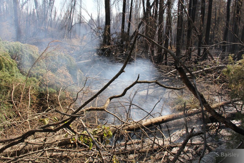 Climate change turning the world’s bogs into fire hazards, researchers warn Image