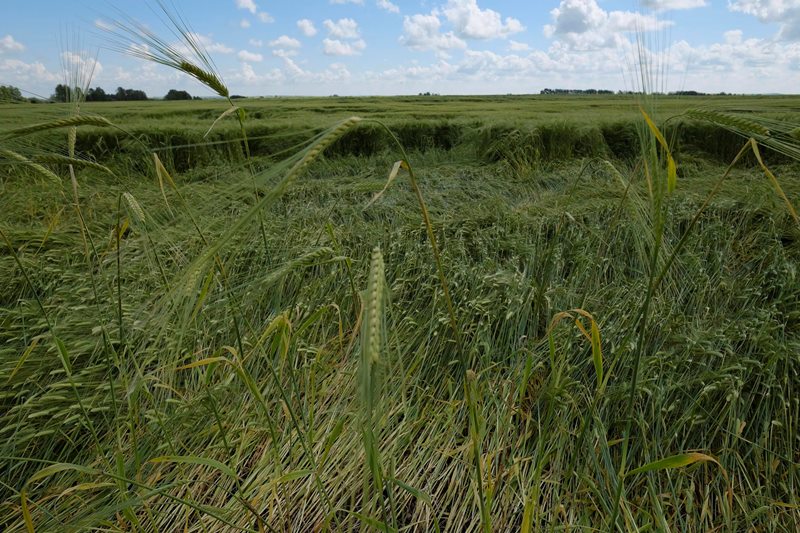 Tale of two summers: Farmers deal with drought in the east, rain on the prairies Image
