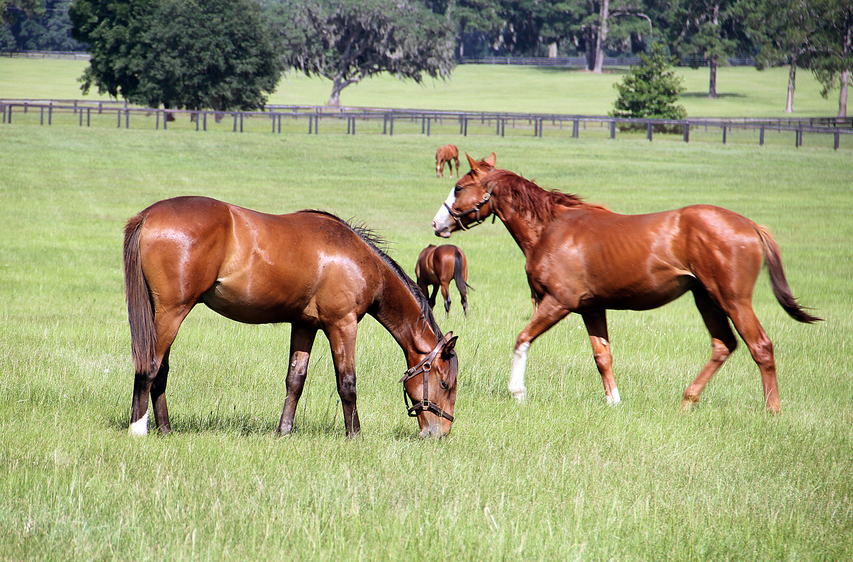 Aviva, Henry Equestrian launch horse coverage in Manitoba, Saskatchewan Image