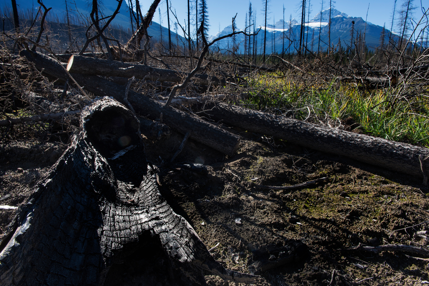 Fort Mac wildfire more than an “earnings event” for some insurers, domestic market posts $1 billion underwriting loss in H1: MSA Image