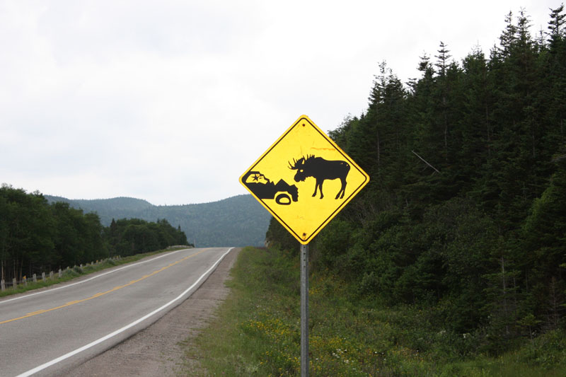 Collision with moose kills front seat passenger in Newfoundland Image