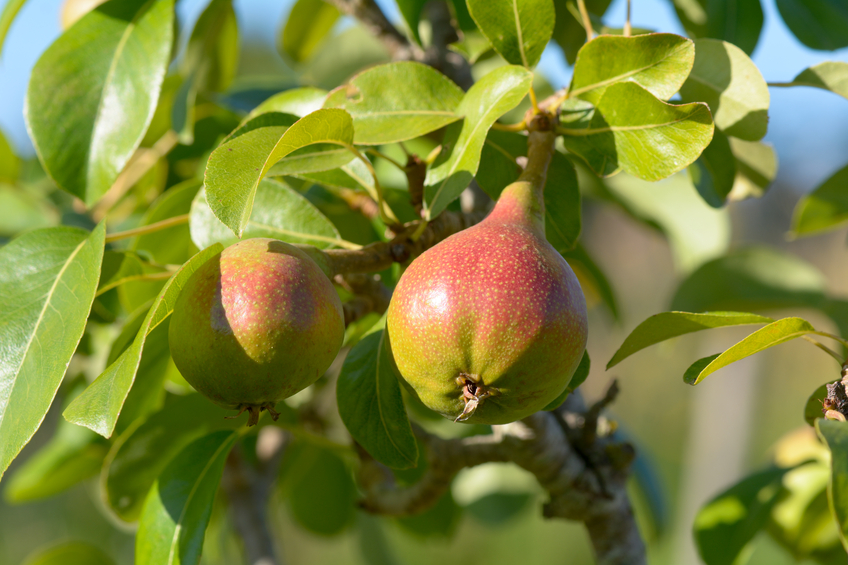 Ontario offering production insurance to tender fruit growers Image