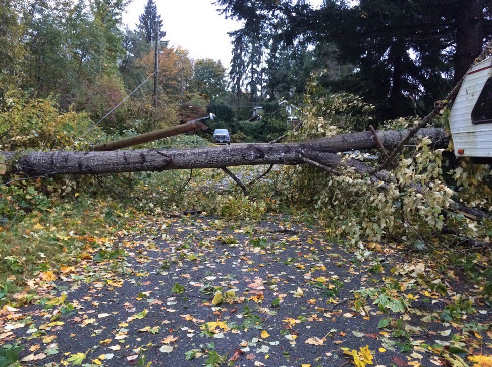 First autumn wind storm over southern B.C. cuts power to thousands of customers Image