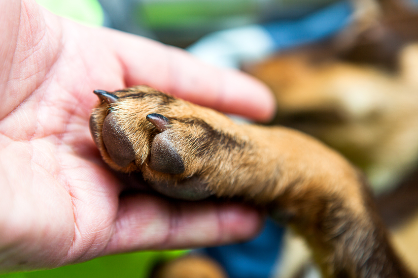 Petsecure launches new pet health insurance product with Toronto Humane Society Image