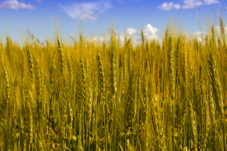 Manitoba 2017 AgriInsurance coverage expected to exceed $2.6 billion on 9.6 billion acres; second-highest level of coverage on record Image