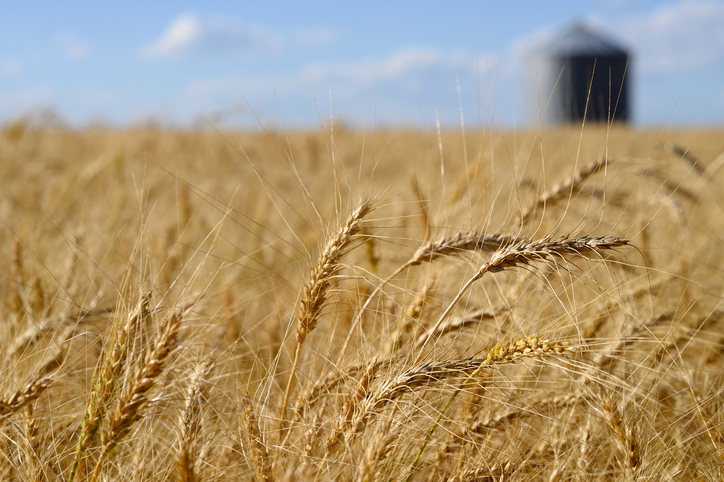 Crop insurance coverage levels in Saskatchewan increasing to a record $217 per acre this year Image