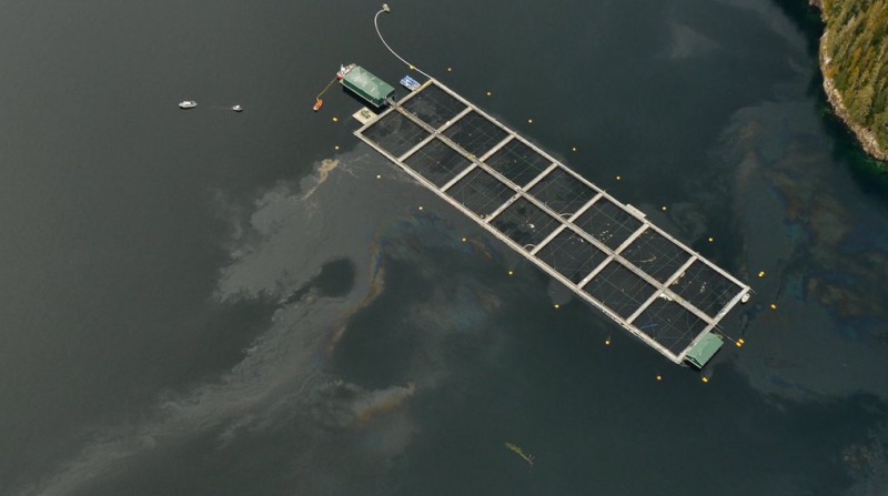 Clean up underway after 1,000 litres of bio diesel spills at B.C. fish farm Image