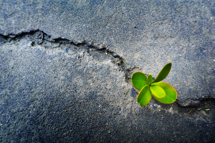 IBC supports regional platform for disaster risk reduction outcomes, vows to continue working with government Image