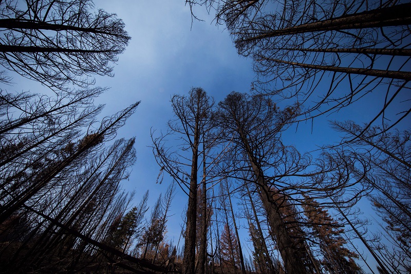 Backcountry closures due to wildfires put further economic damper on B.C. region Image