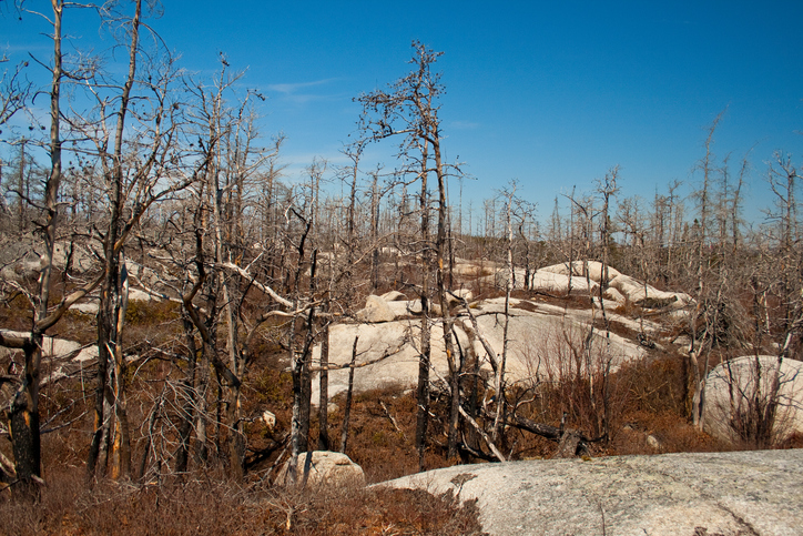 Reduced forest fire risk prompts New Brunswick to lift forestry restrictions Image