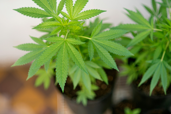 Alberta drafts framework to manage cannabis legalization Image