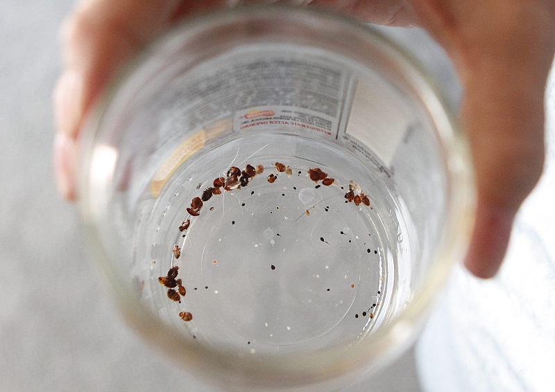 The $300,000 bed bug risk and other bizarre home fire claims Image