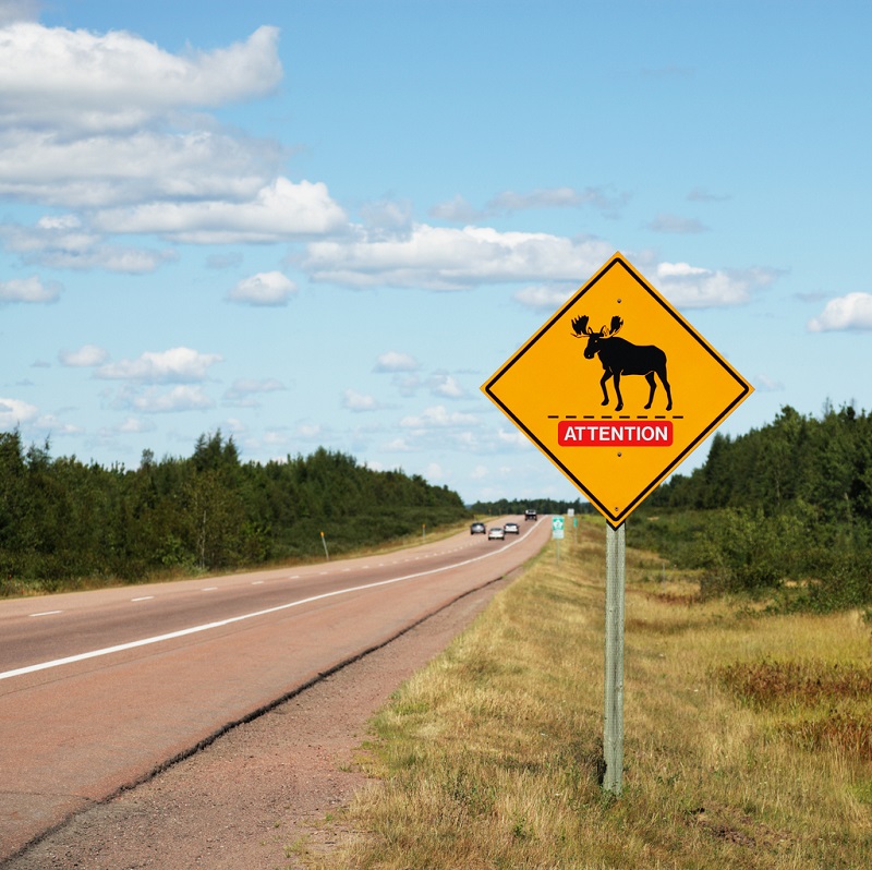 WSIA benefits and accident benefits collide in highway moose incident Image