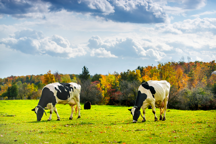 Get ready for the ‘internet of cows’: Farmers use technology to shake up agriculture Image