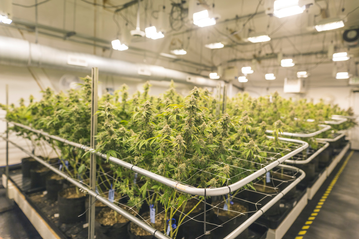 How cannabis legalization could re-word home insurance policies Image