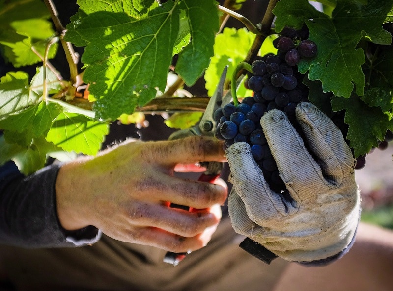 How smoke from B.C. wildfires affects this industry Image