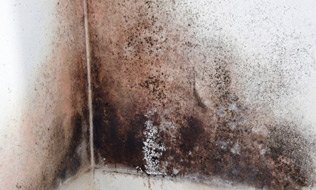 Health Canada warns mould is a serious concern in flood hit homes Image