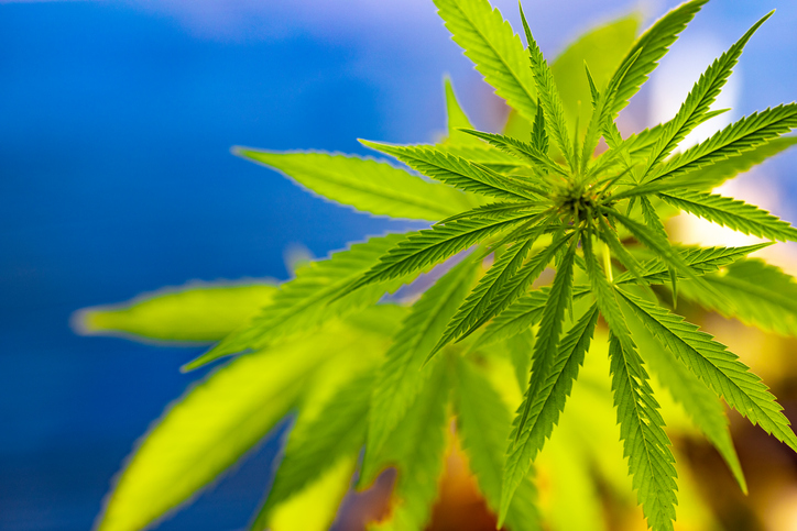 The state of insurers’ risk appetite one year after pot legalization Image