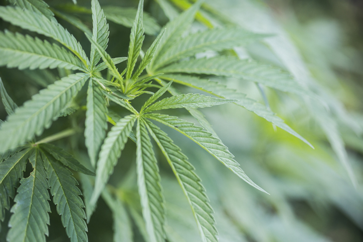 One cannabis risk that seems under the radar Image