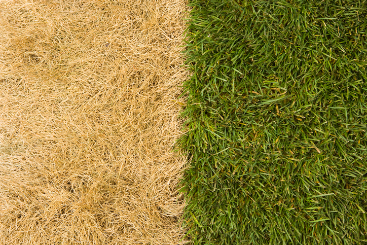 Is the grass greener on the other side of insurance? Image