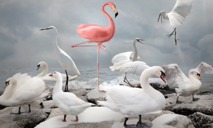 Outshine the gaggle on Google Image