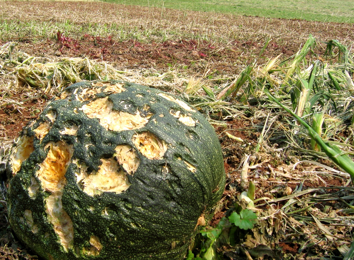 What this season’s crop claims look like so far Image