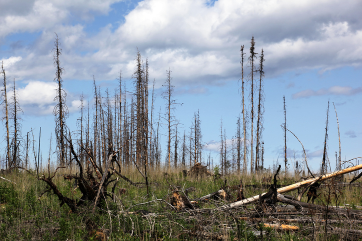 Alberta approves disaster funding for wildfire, flood damage Image