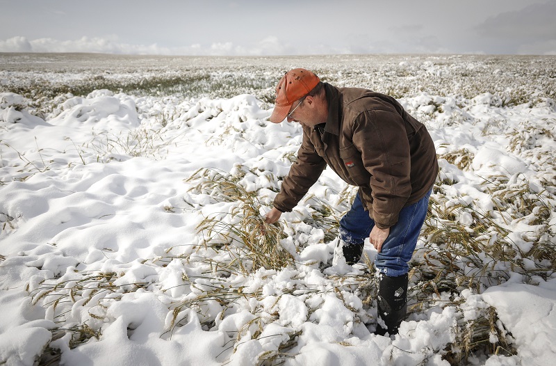 Why crop insurance won’t come soon enough for these Prairie farmers Image