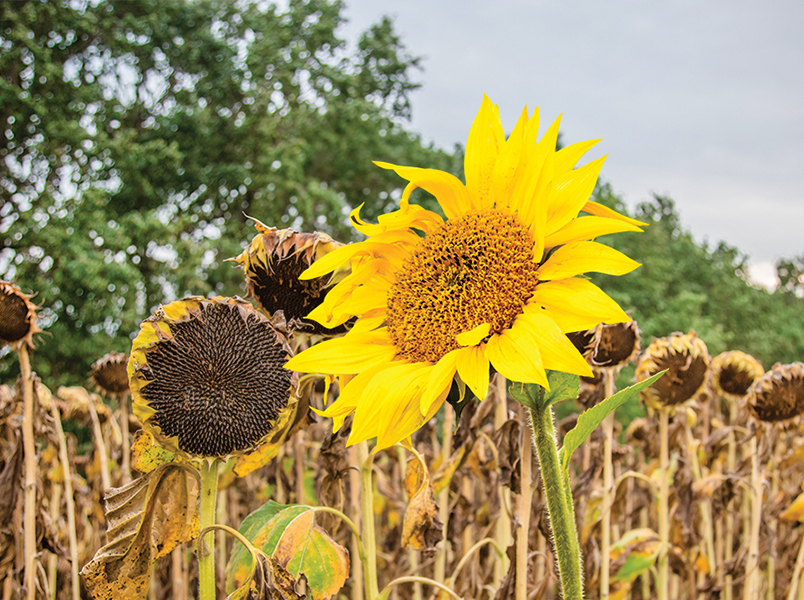 Withering heights Image