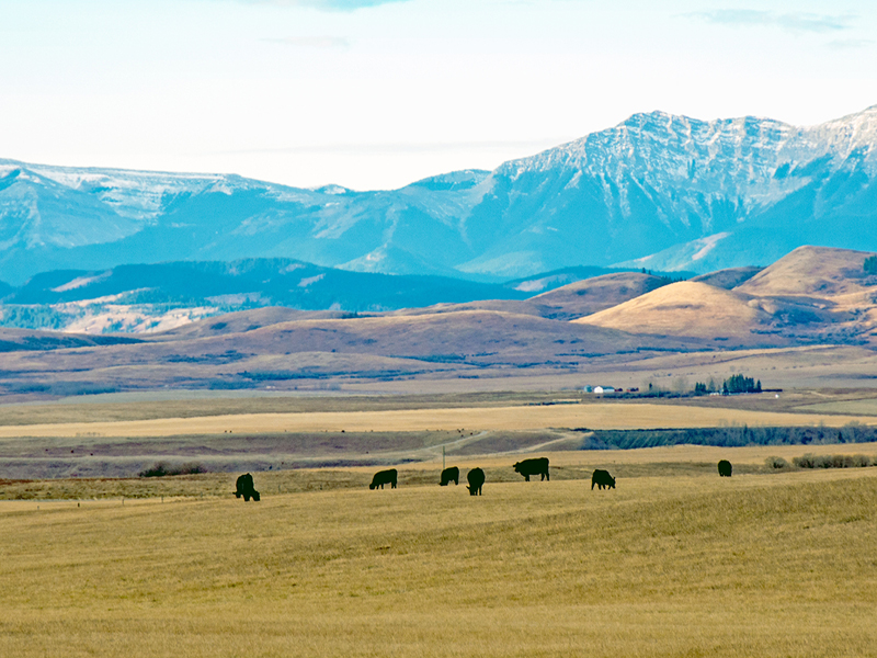 Brokerage M&A roundup: Westland and BrokerTeam announce deals Image