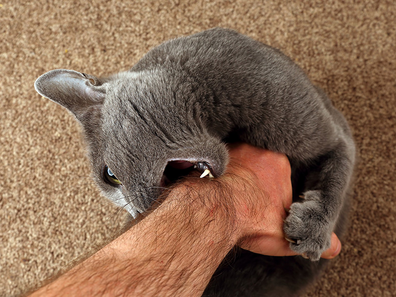 The Alberta hail cat has not stopped biting Image