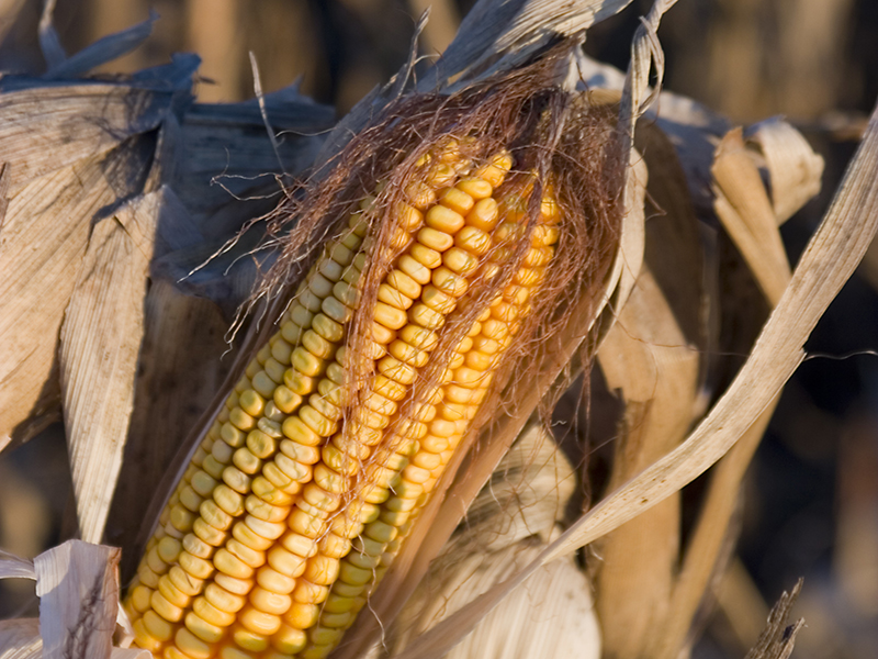 This new type of class-action tort grew from genetically modified corn seed Image