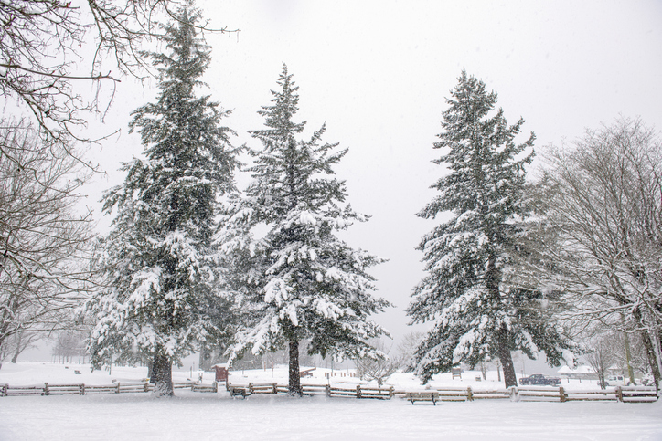 Thousands still without power after snow and wind storm hits B.C. Image