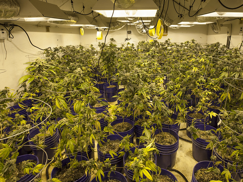 What to tell clients when home insurer asks if property was previously a grow-op Image