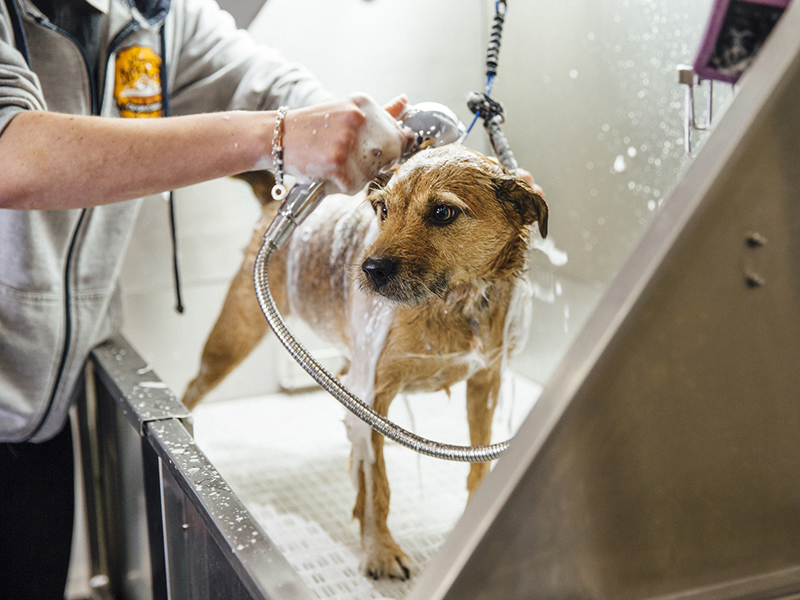 Client dogged by $1,277 uninsured water damage remediation bill Image