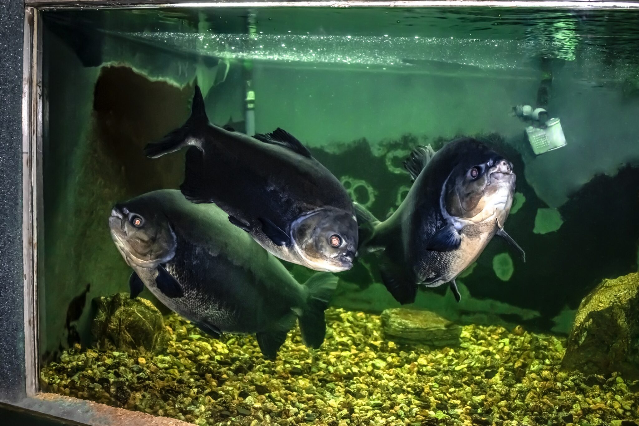 Only 3 brokers have the ‘wherewithal’ to place complex large account package: Consultant Image