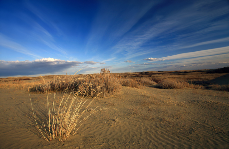 Drought ravages crops and pastures across the Prairies Image