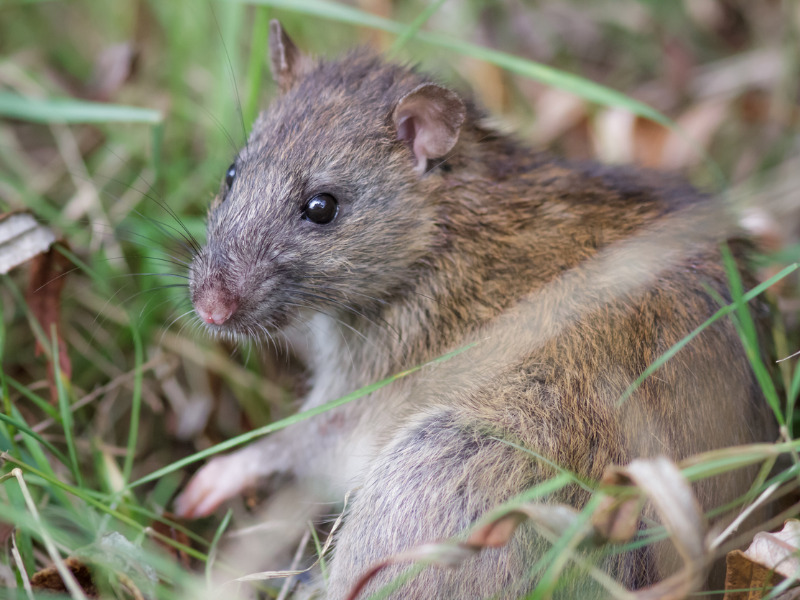 When your commercial auto client smells a rat Image