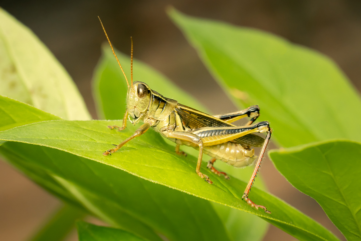 Grasshopper infestation affecting Prairie agriculture sector Image
