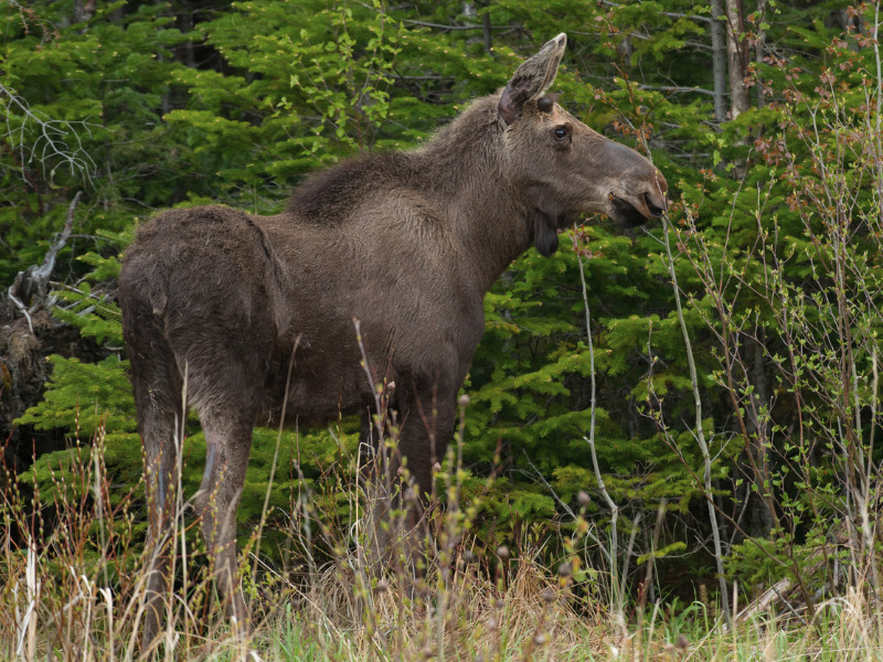 Newfoundland and Labrador drivers urged to call a moose hotline to reduce collisions Image