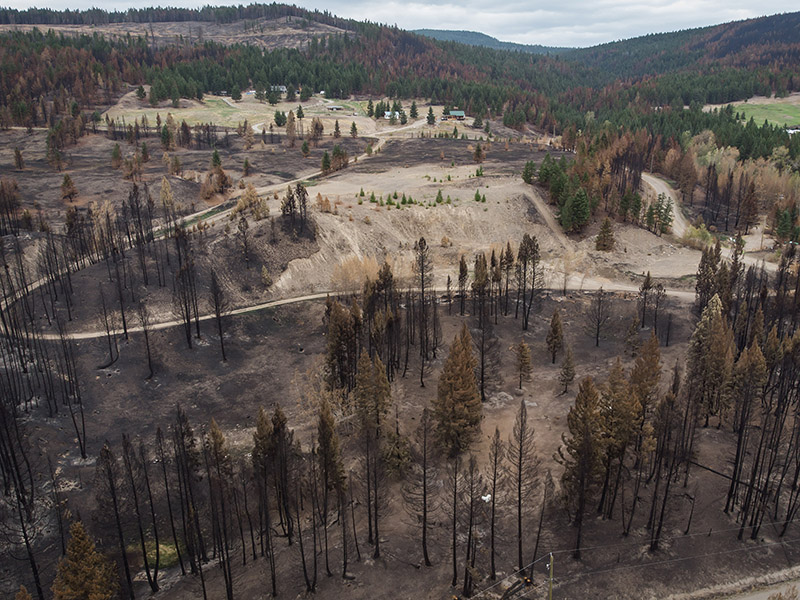 Okanagan Lake area wildfire could cost the industry nearly $80 million Image
