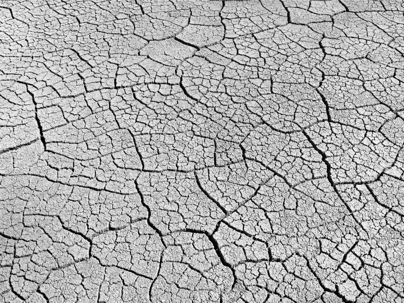 Drought weakened trees, fall storms could mean more power outages: BC Hydro Image